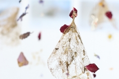 Organic Fragility